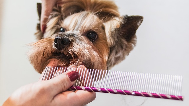 FURminator Undercoat deShedding Tool, Short Hair (Large)